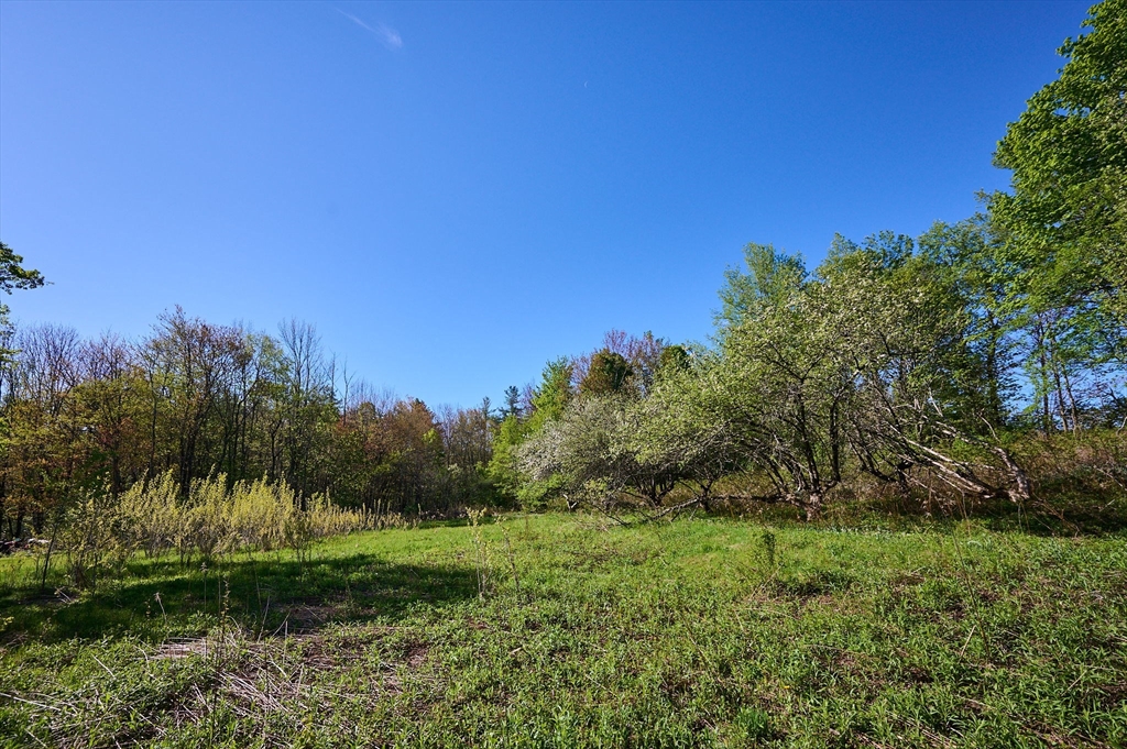 0 Radiker Road Worthington, MA 01098 - Photo 14 of 18 a view of a yard with a tree