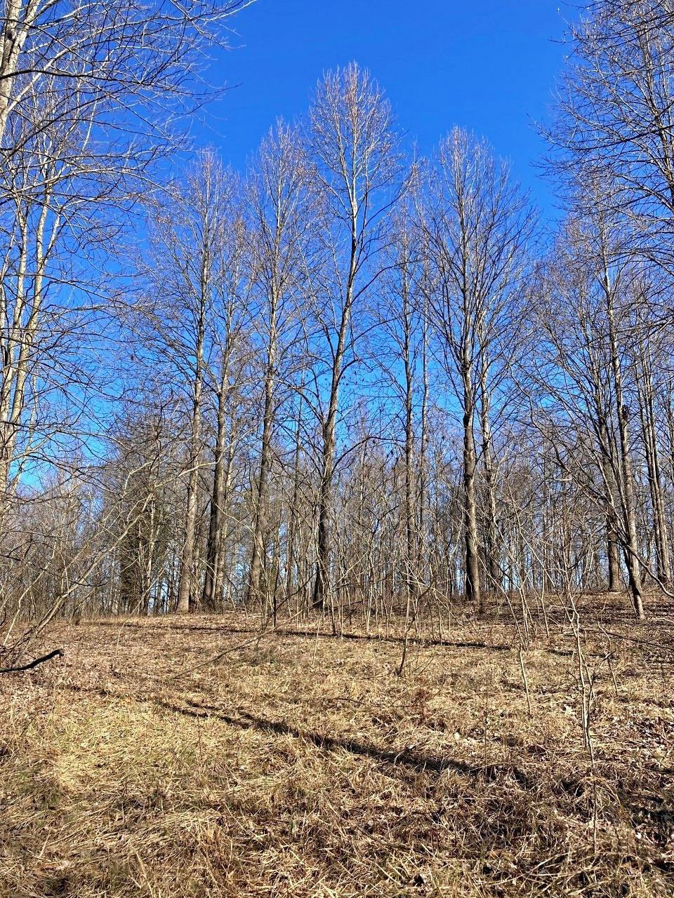 Peggy Hollow Rd Shoals Shoals, IN 47581 - Photo 12 of 16