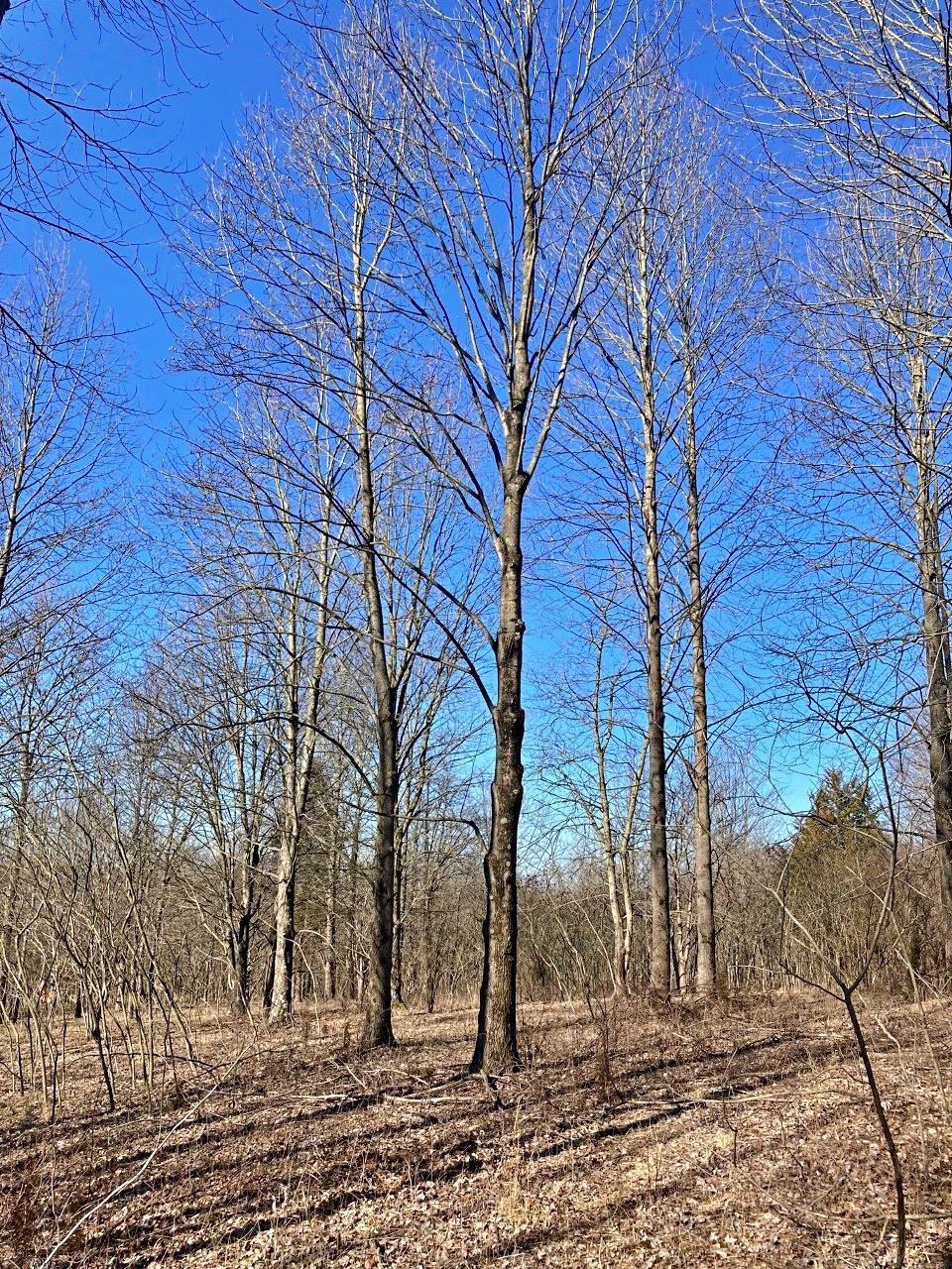 Peggy Hollow Rd Shoals Shoals, IN 47581 - Photo 13 of 16