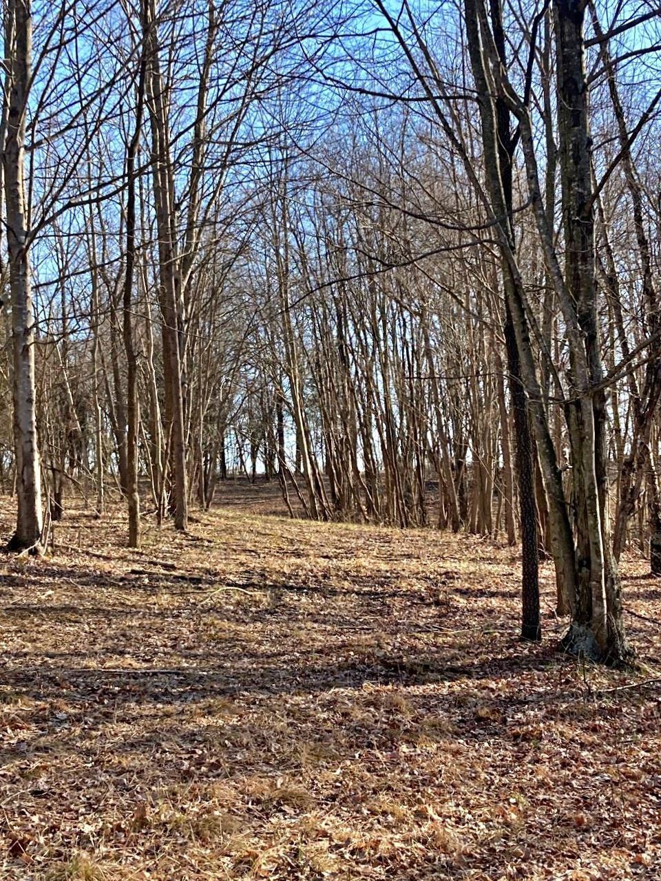 Peggy Hollow Rd Shoals Shoals, IN 47581 - Photo 5 of 16