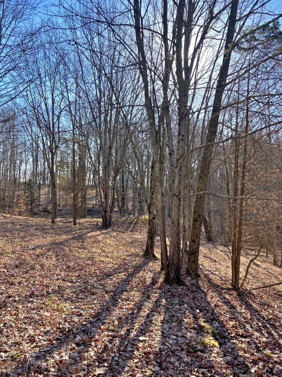 Peggy Hollow Rd Shoals Shoals, IN 47581 - Photo 7 of 16