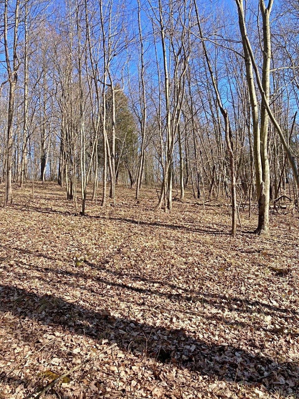 Peggy Hollow Rd Shoals Shoals, IN 47581 - Photo 10 of 16