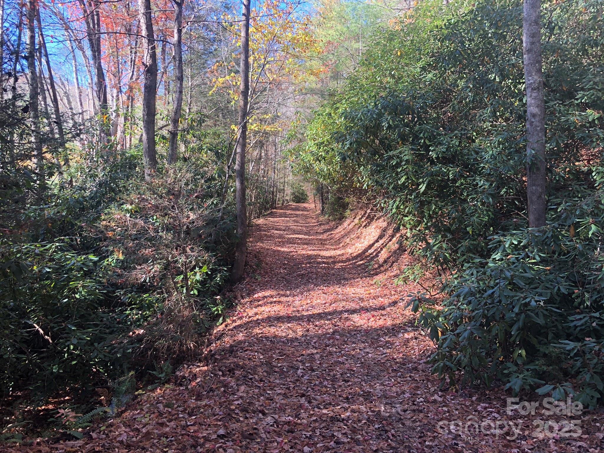3076 Anderson Cove Road Hot Springs, NC 28743 - Photo 30 of 44 a view of a yard with plants and trees