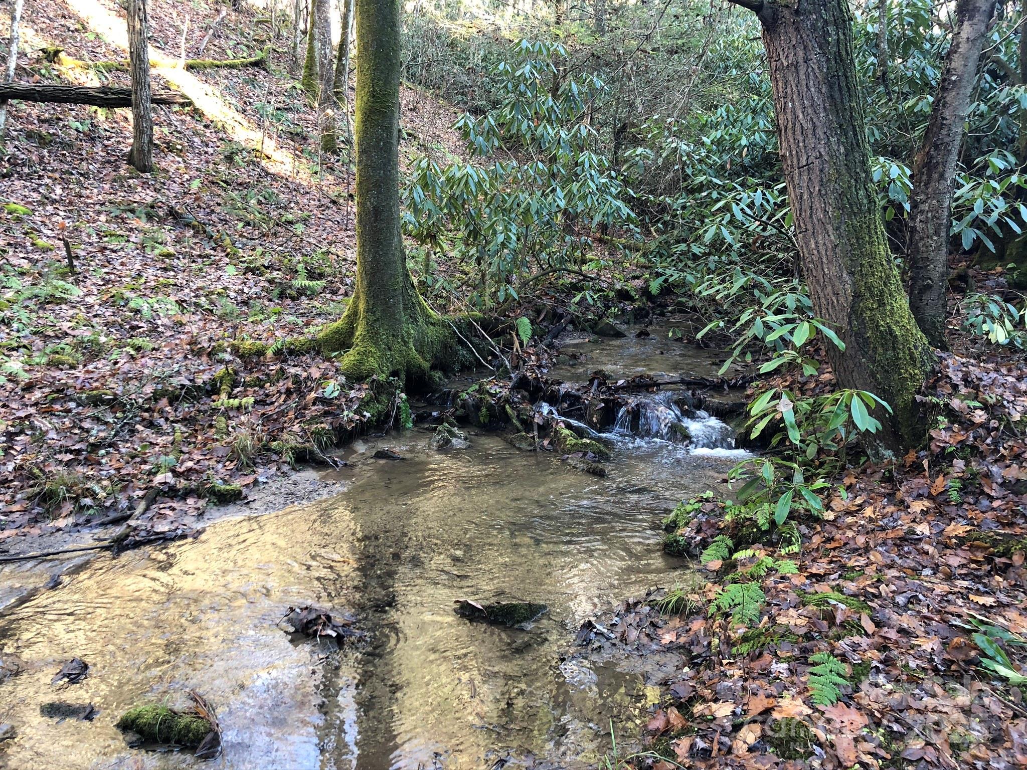 3076 Anderson Cove Road Hot Springs, NC 28743 - Photo 32 of 44 a view of a yard with plants and large trees
