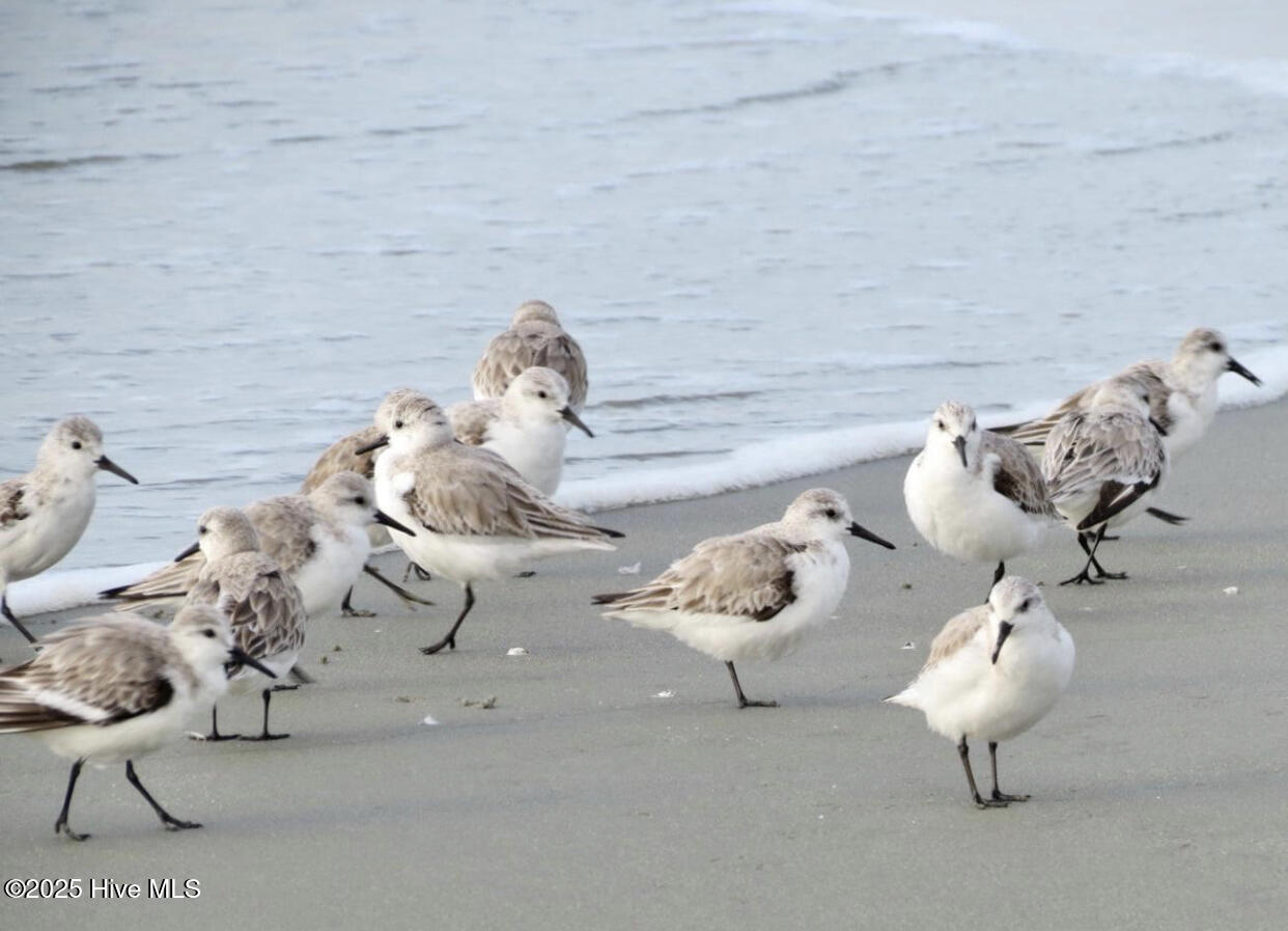 725 Bermuda Walk Sunset Beach, NC 28468 - Photo 65 of 74 birds 1