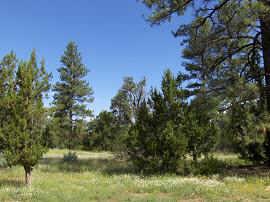 2945 Christmas Pine Road, Unit 182 Overgaard, AZ 85933 - Photo 1 of 4 Primary Photo