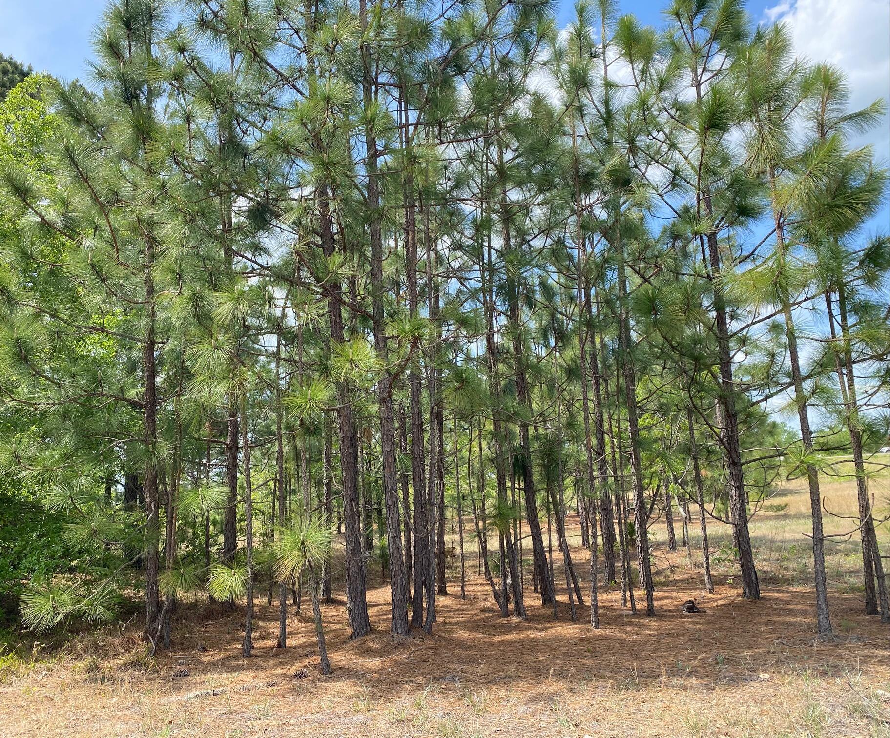 0 Hutto Pond Road Aiken, SC 29805 - Photo 4 of 7 Gallery Image 4
