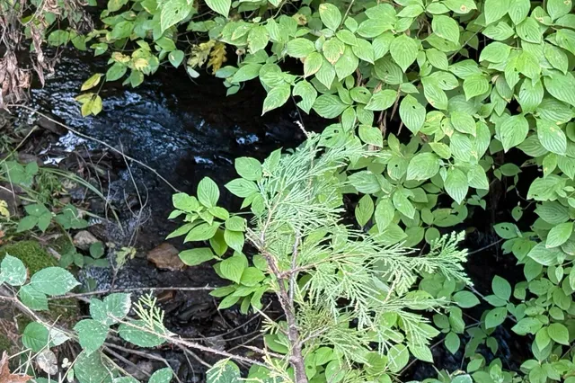 $399,000 | 2051 Ridge Road, North San Juan, CA 95960