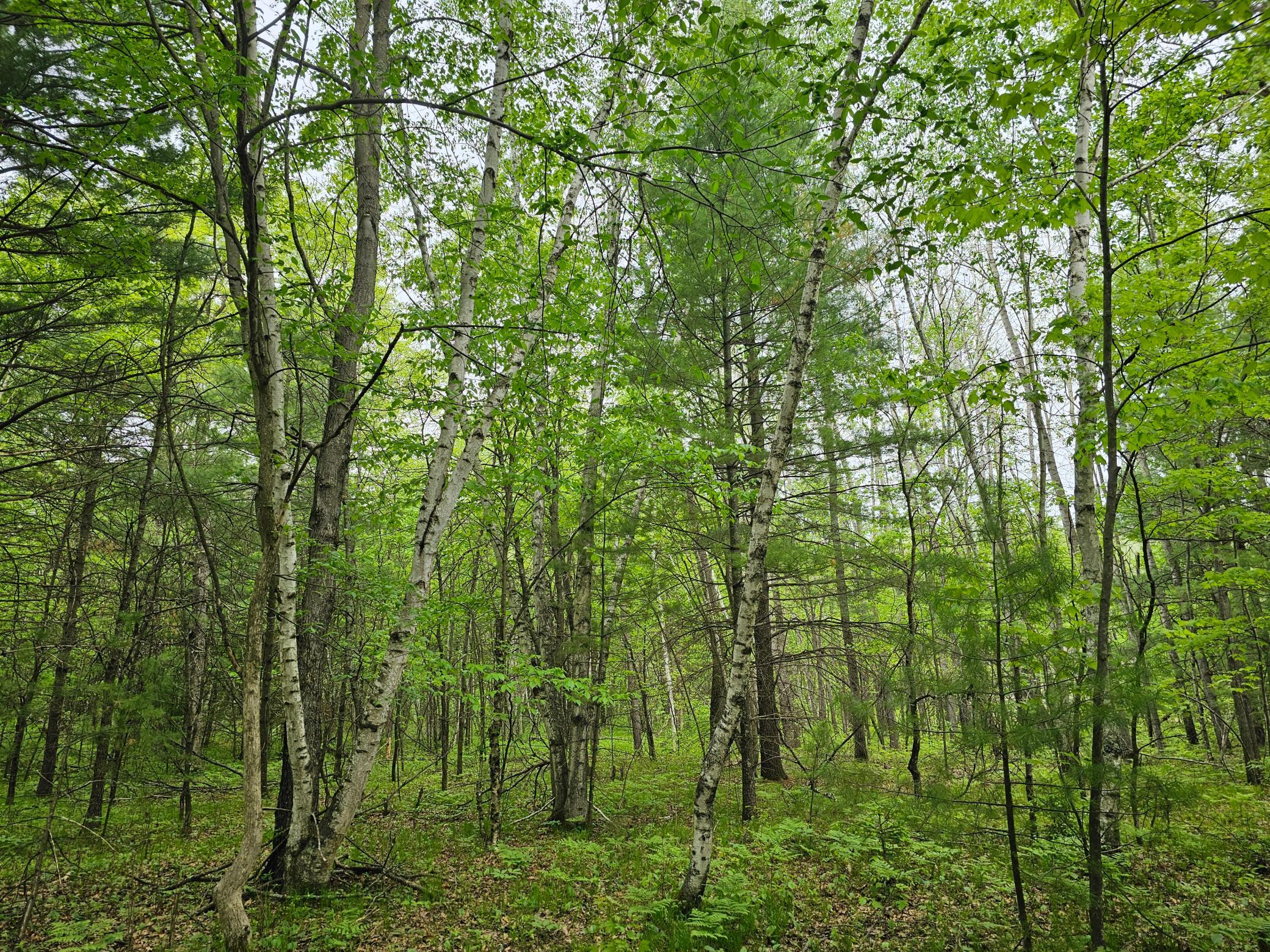 25227 Kruger Road Webster, WI 54893 - Photo 10 of 11