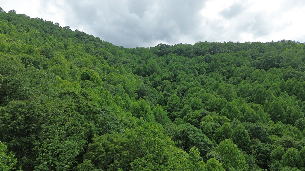 115 Calvender Road Turtletown, TN 37391 - Photo 15 of 23 a view of a lush green forest with trees in the background
