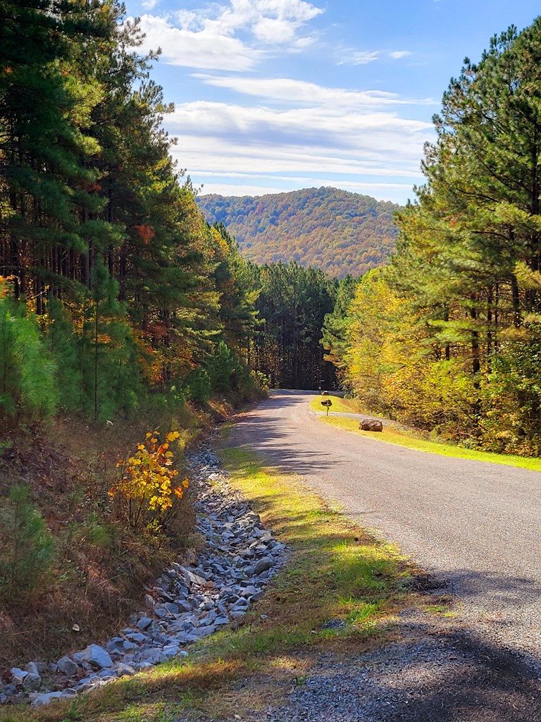 Lot 6 Black Bear Ridge Road Ellijay, GA 30536 - Photo 4 of 19 Gallery Image 4