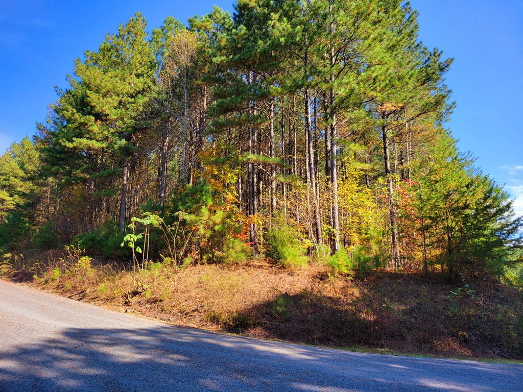 Lot 6 Black Bear Ridge Road Ellijay, GA 30536 - Photo 8 of 19 Gallery Image 8