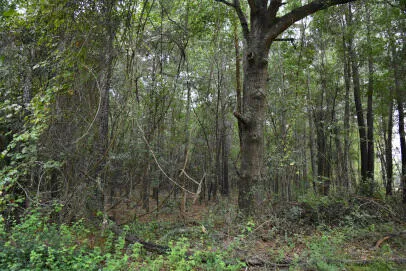 $75,000 | Lot 14 Tupperware Road, Hemingway, SC 29554