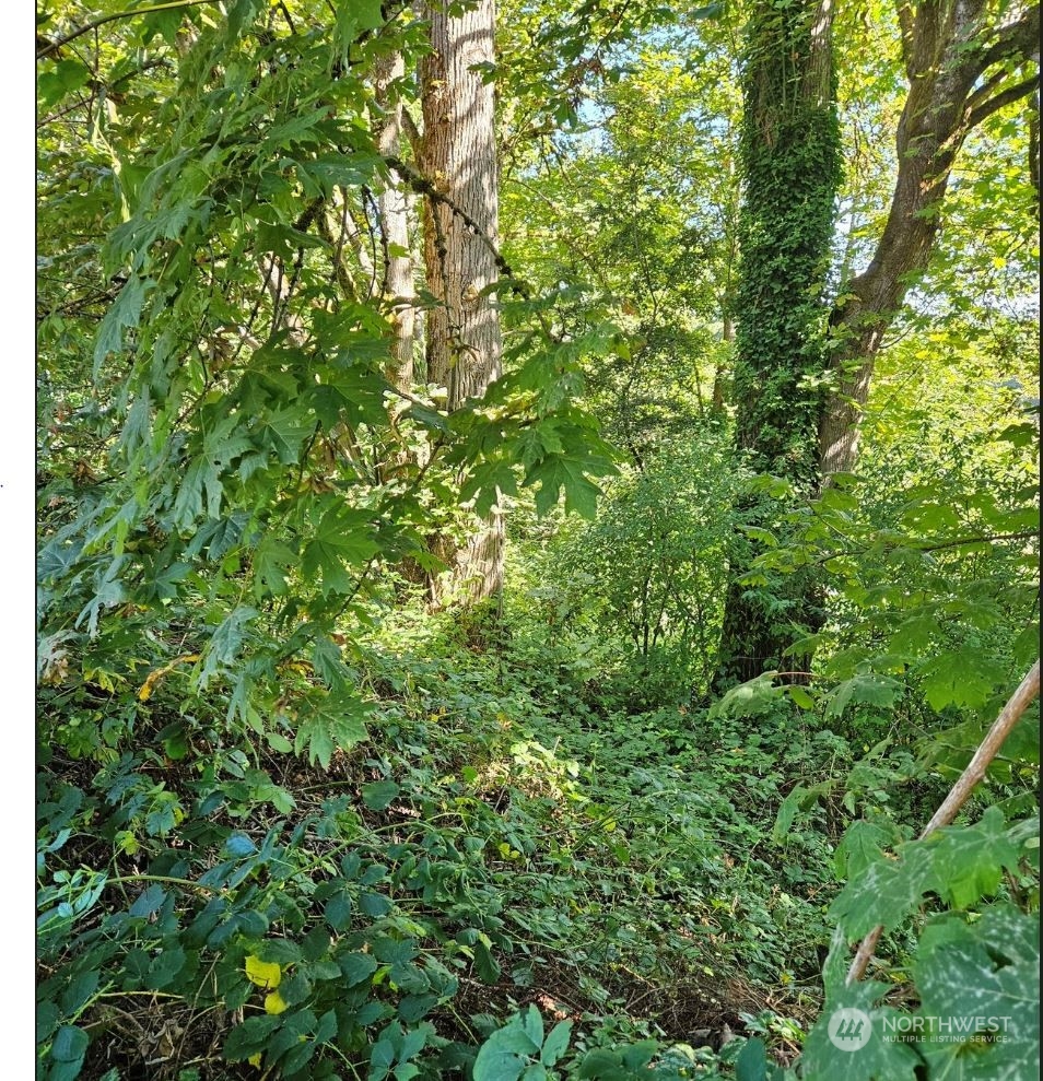26618 221st Place Southeast Maple Valley, WA 98038 - Photo 4 of 12 a view of a lush green forest