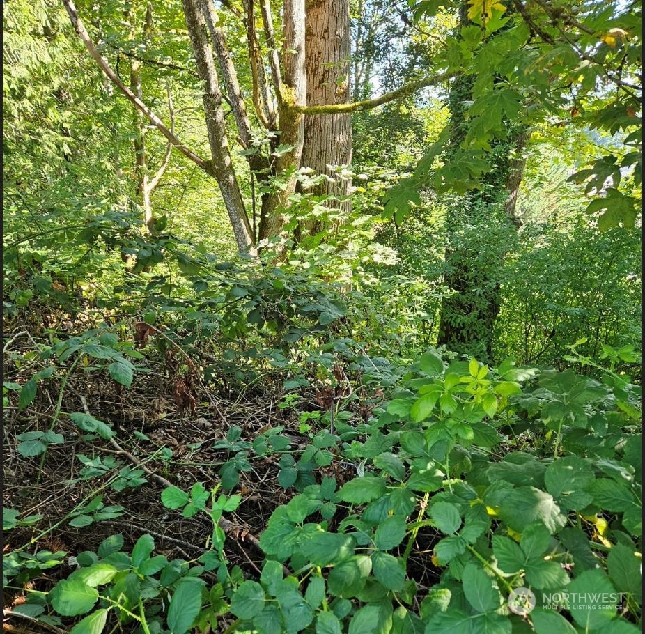 26618 221st Place Southeast Maple Valley, WA 98038 - Photo 5 of 12 a view of a lush green forest
