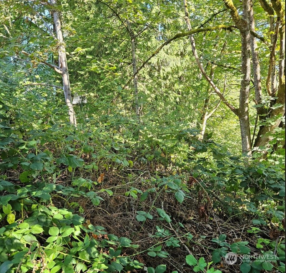 26618 221st Place Southeast Maple Valley, WA 98038 - Photo 6 of 12 a view of a lush green forest