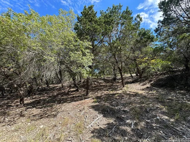 a view of a forest with trees