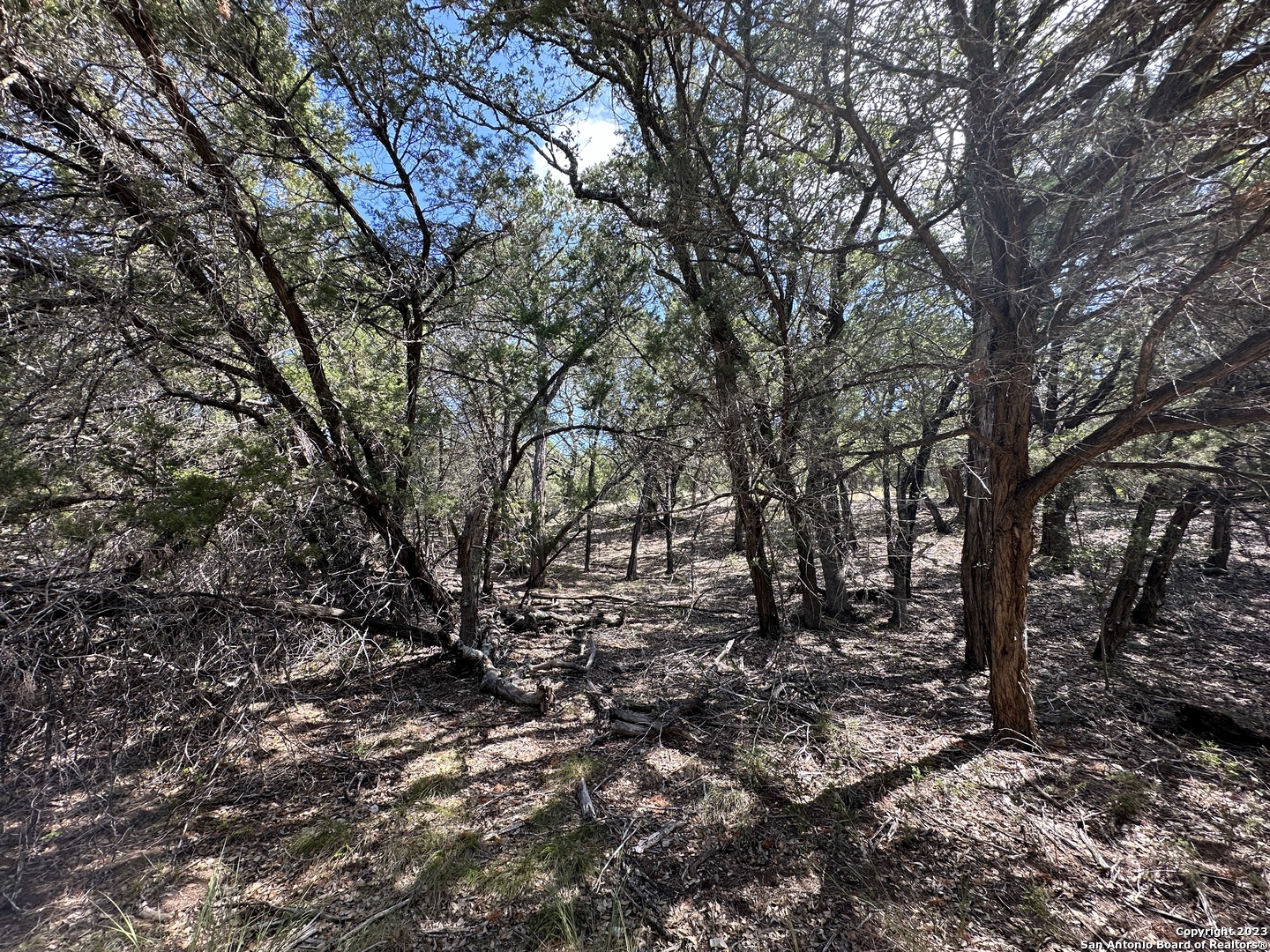 439 Private Road 180 Helotes, TX 78023 - Photo 12 of 15 a view of a forest with trees in the background