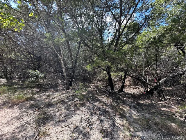 a view of a forest with trees in the background