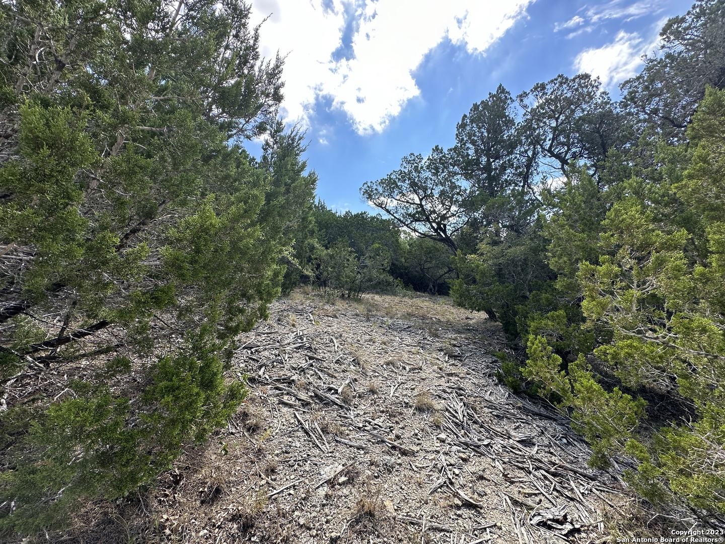439 Private Road 180 Helotes, TX 78023 - Photo 7 of 15 a view of a yard with plants and a large tree