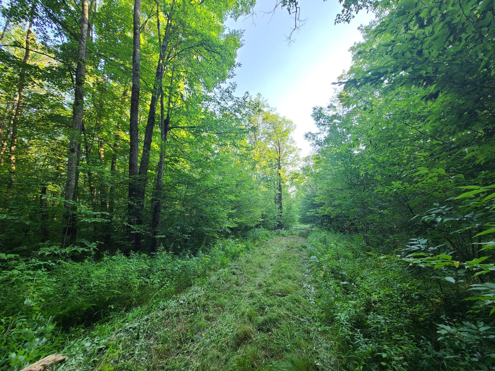 On Woodlawn Road, Unit 80ACRES Kennan, WI 54537 - Photo 12 of 26 Gallery Image 12
