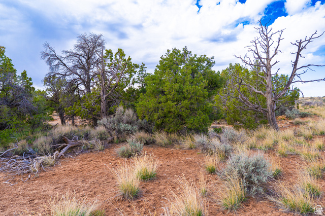 1 North Bug Point Monticello, UT 84535 - Photo 15 of 23 Expansive natural landscape featuring varied trees, sparse vegetation, and a clear sky with scattered clouds