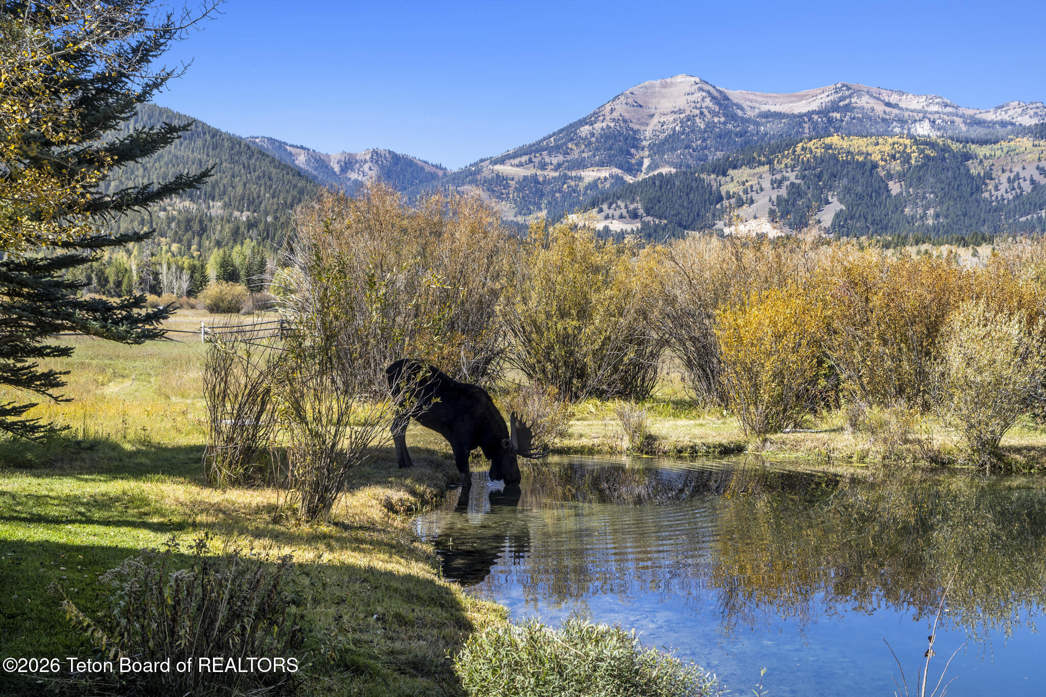 125 Pines Edge Lane Wilson, WY 83014 - Photo 3 of 47 Moose drinking