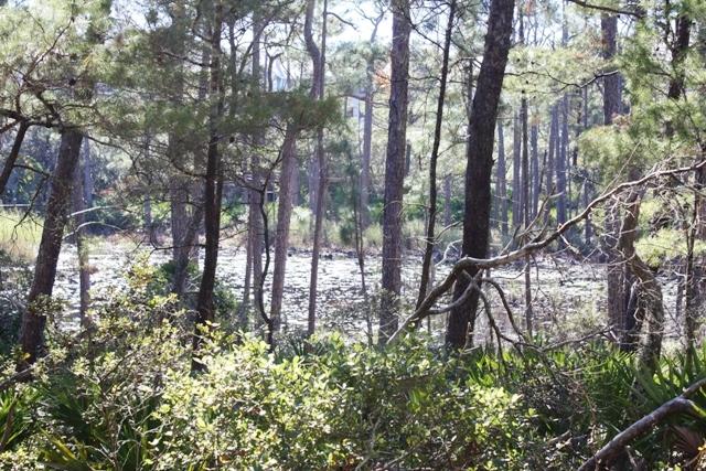 Lot 43 Matts Way Santa Rosa Beach, FL 32459 - Photo 1 of 4 a backyard of a house with lots of green space