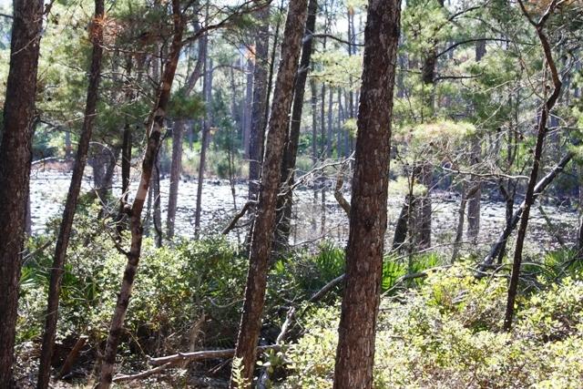 Lot 43 Matts Way Santa Rosa Beach, FL 32459 - Photo 3 of 4 a view of forest