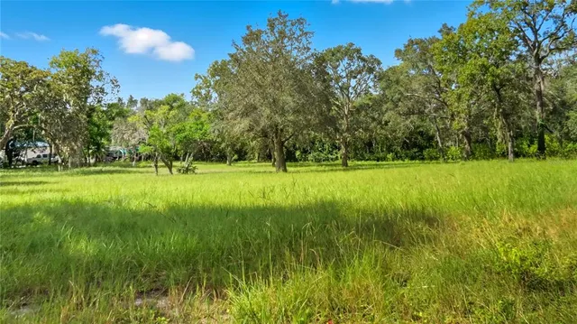a view of a park with large trees