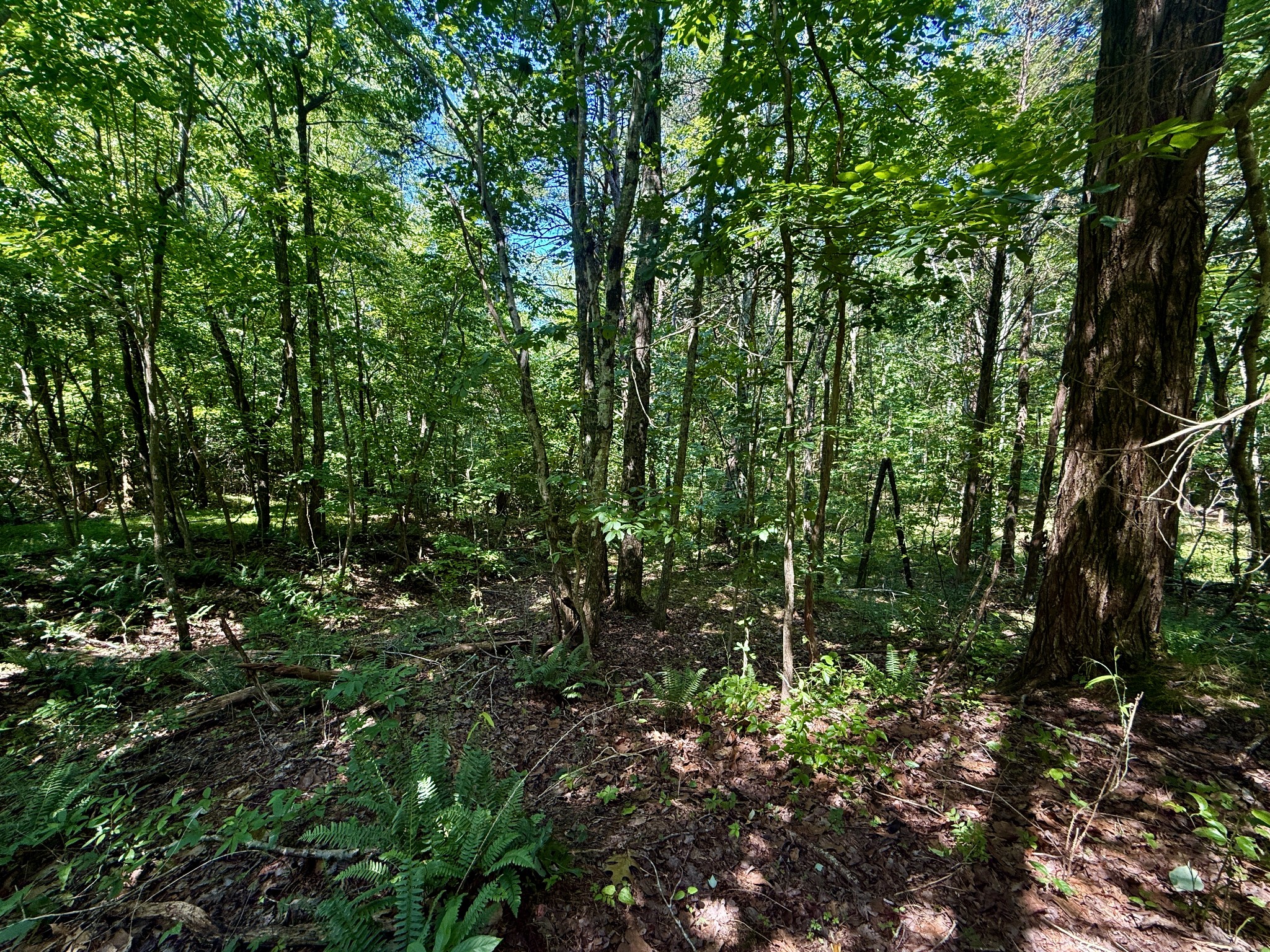1 Teludachee Trail Guild, TN 37340 - Photo 5 of 15
