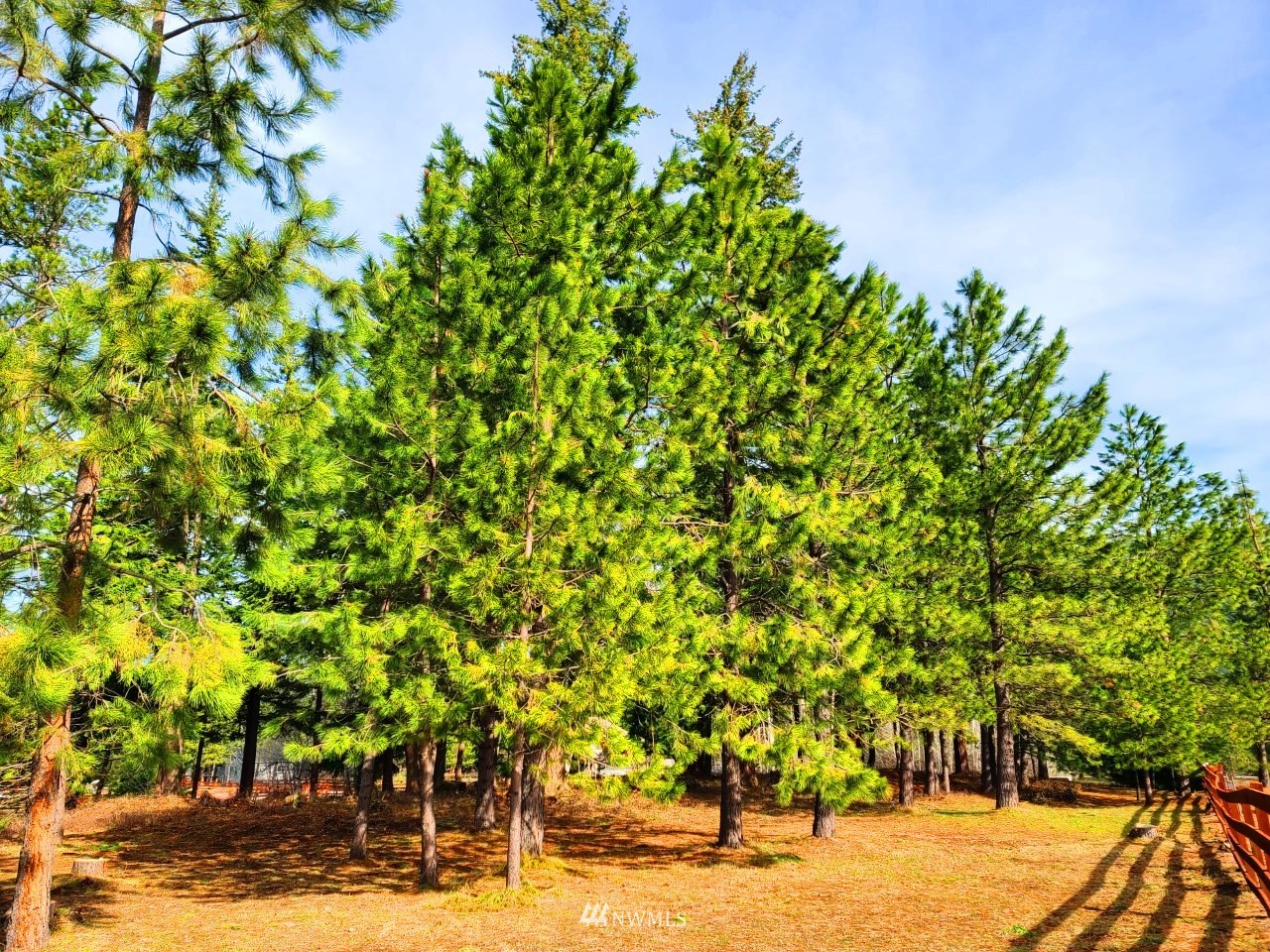 17 D Old Cedars Road Cle Elum, WA 98922 - Photo 25 of 38 a picture of plants