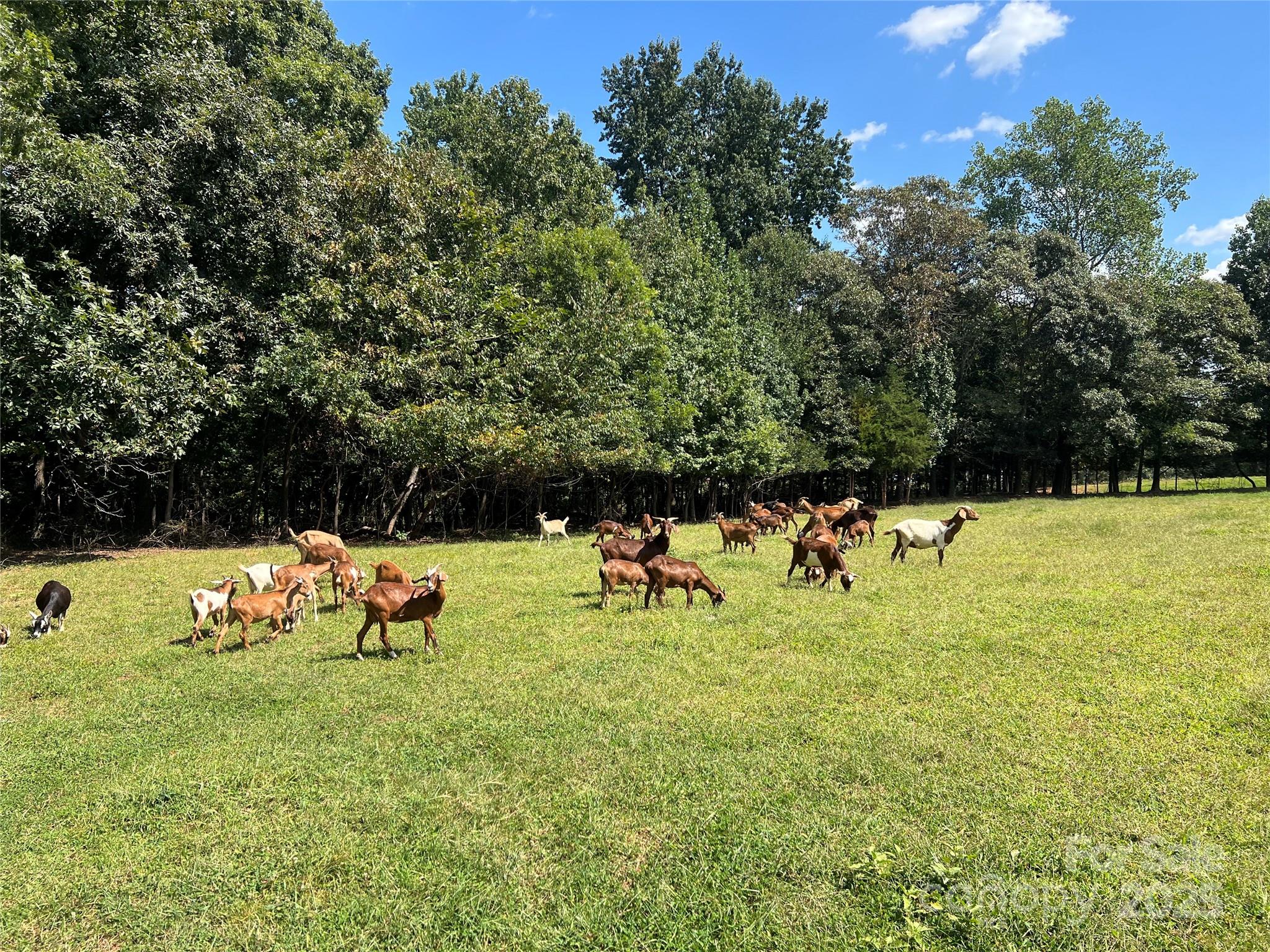 1301 Double Springs Church Road Shelby, NC 28150 - Photo 20 of 42 a view of a park with large trees