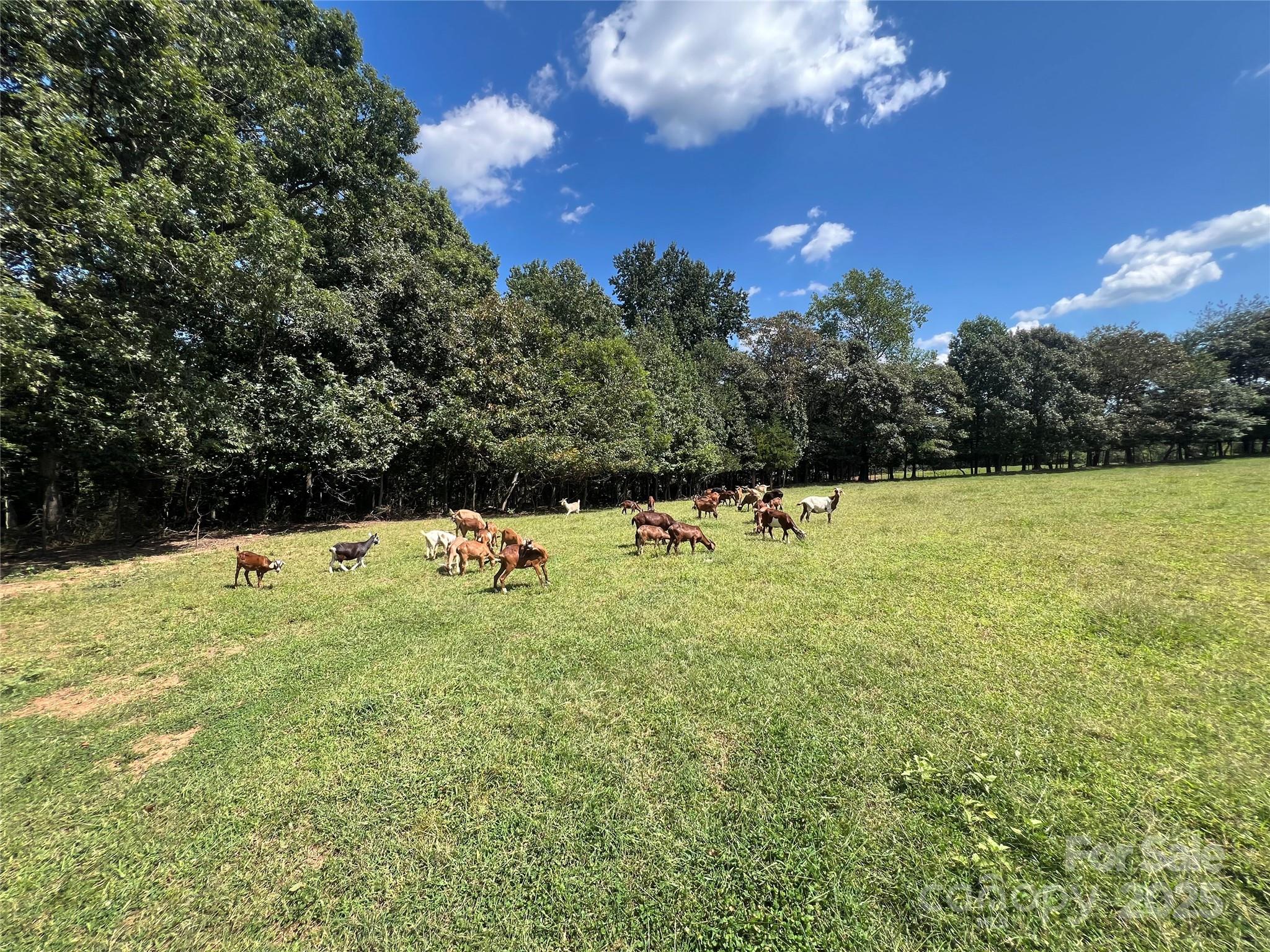 1301 Double Springs Church Road Shelby, NC 28150 - Photo 21 of 42 a view of a green yard