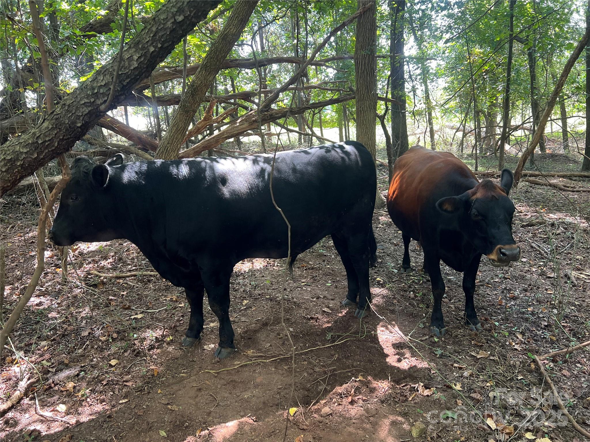 1301 Double Springs Church Road Shelby, NC 28150 - Photo 22 of 42 a view of two trees with some trees