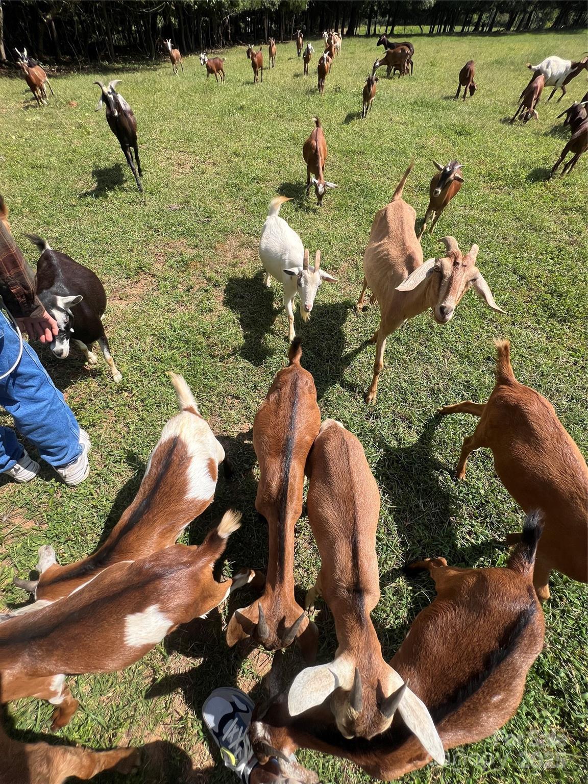 1301 Double Springs Church Road Shelby, NC 28150 - Photo 39 of 42 and aerial view of a house with a yard and potted plants