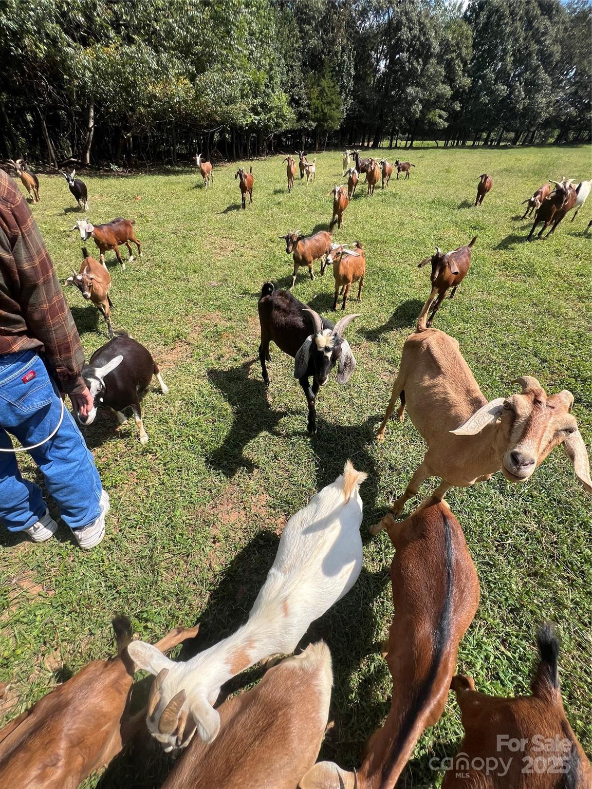 1301 Double Springs Church Road Shelby, NC 28150 - Photo 40 of 42 an aerial view of a house with a yard and lake view