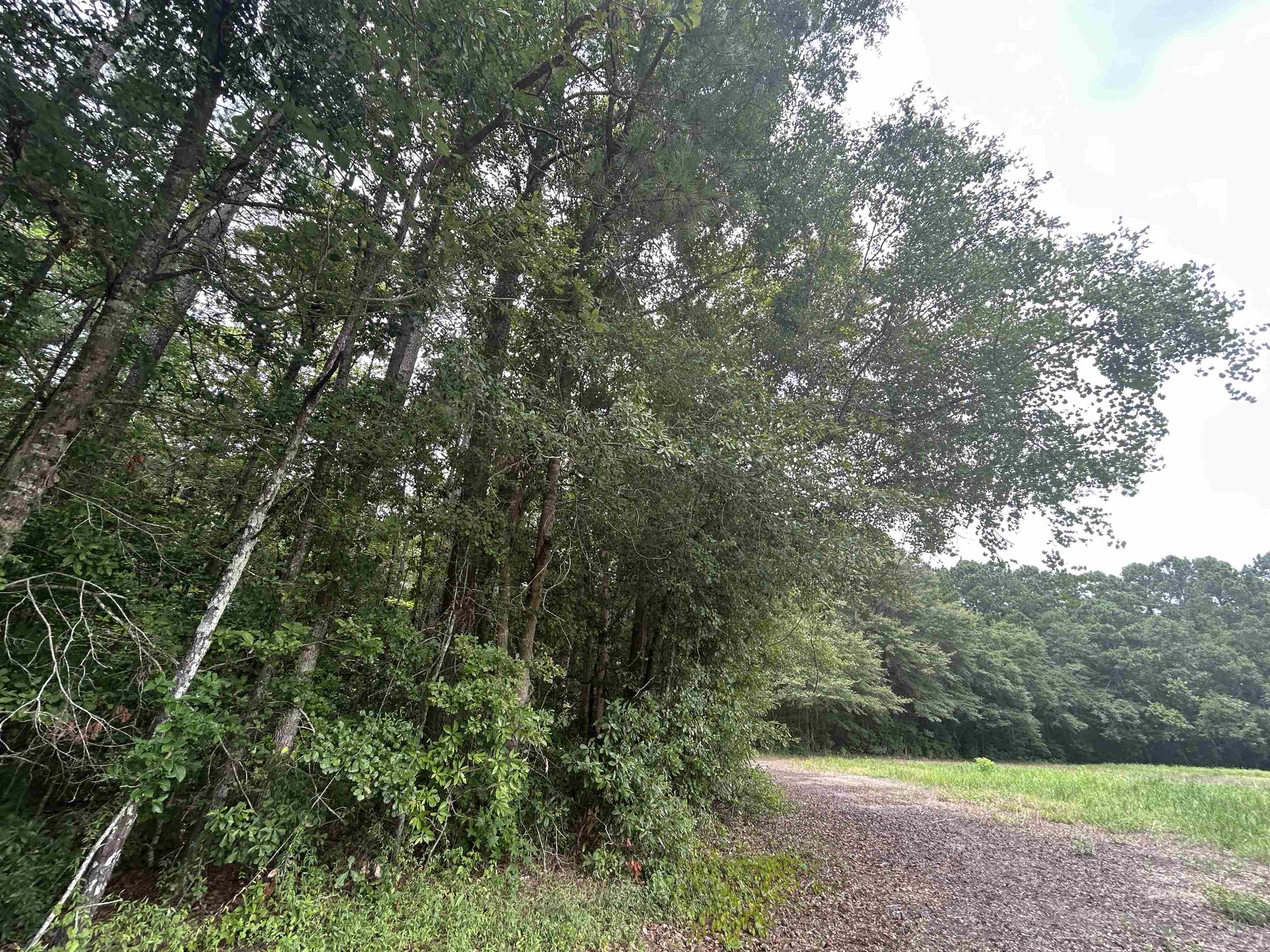 Tbd Johnson Road Galivants Ferry, SC 29544 - Photo 5 of 10