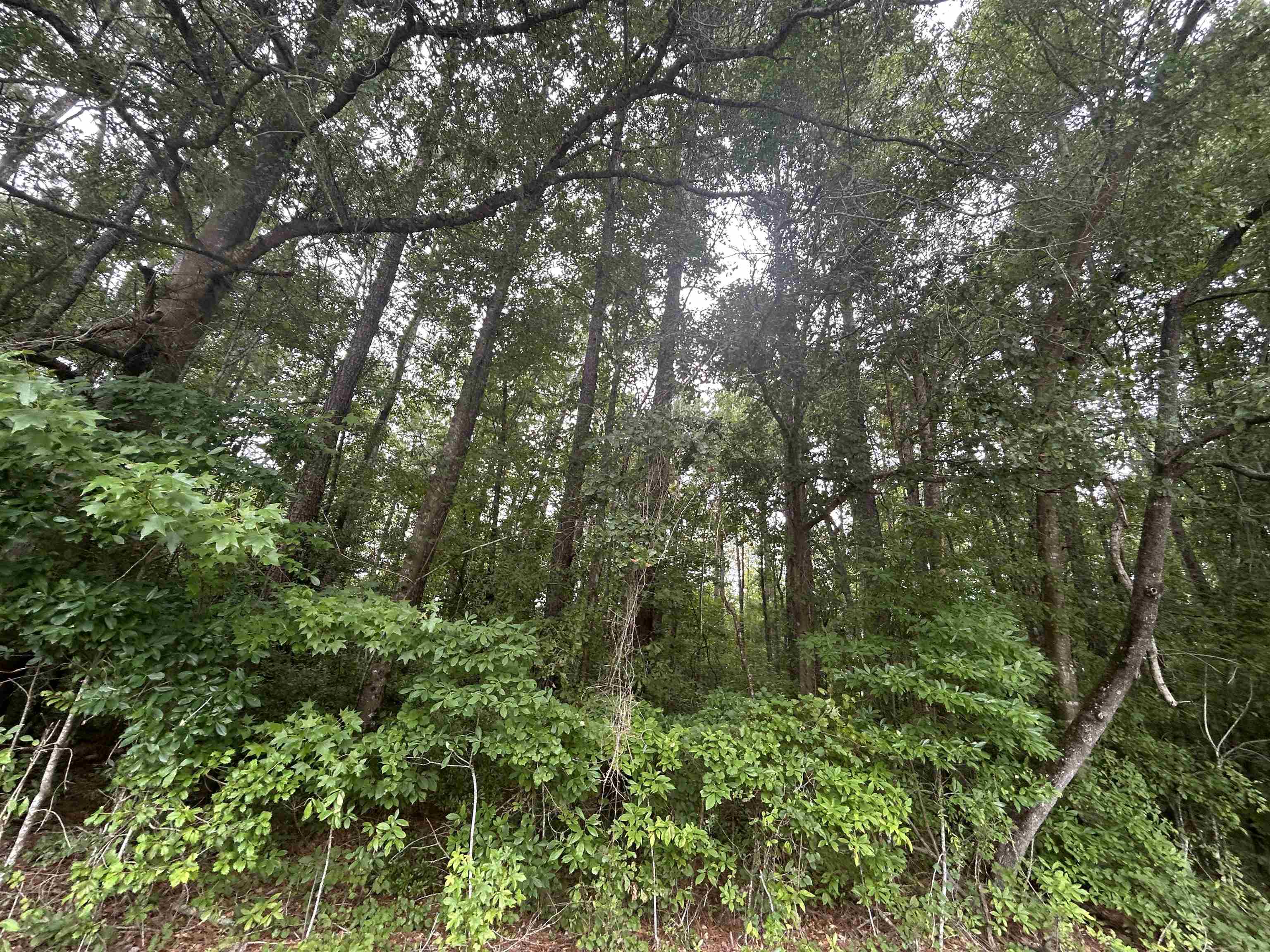 Tbd Johnson Road Galivants Ferry, SC 29544 - Photo 6 of 10