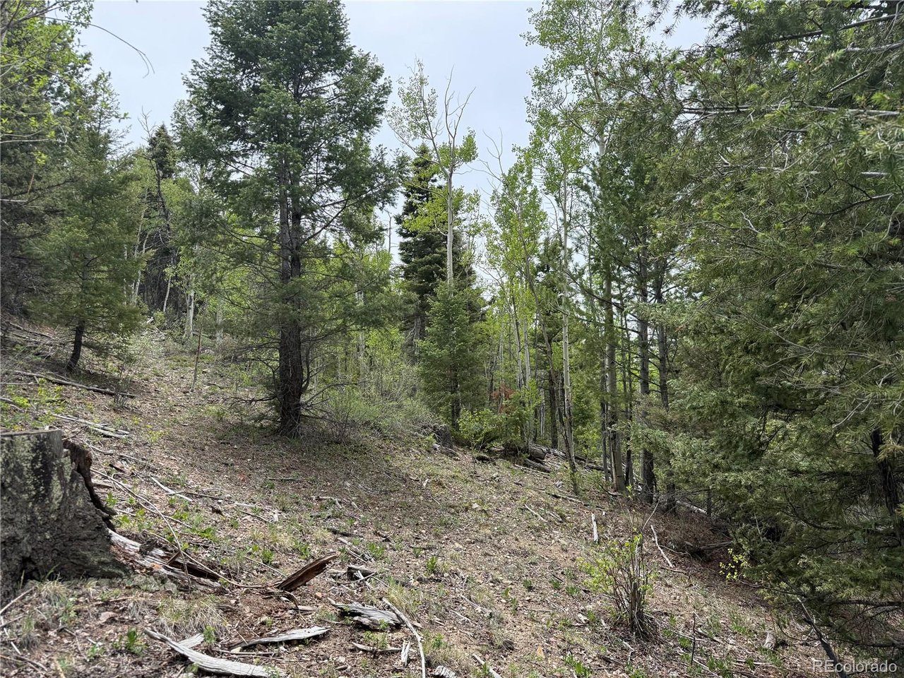 6795 Starkweather Road San Luis, CO 81152 - Photo 12 of 23 a view of a forest with trees in the background