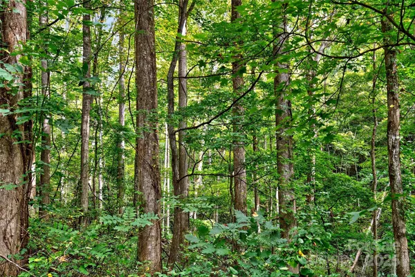 a view of a lush green forest with lots of trees