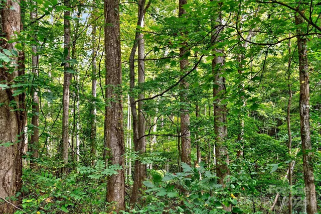 a view of a lush green forest with lots of trees