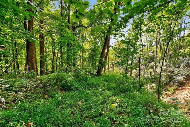 a view of a lush green forest
