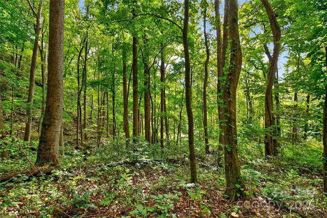 a plant is in middle of the forest