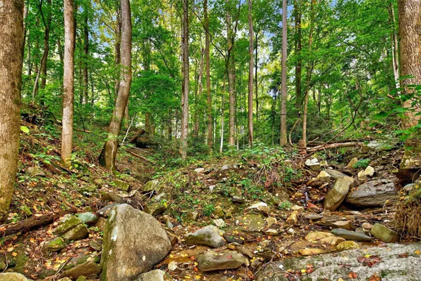 a view of forest