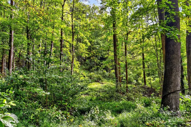 a view of a lush green forest