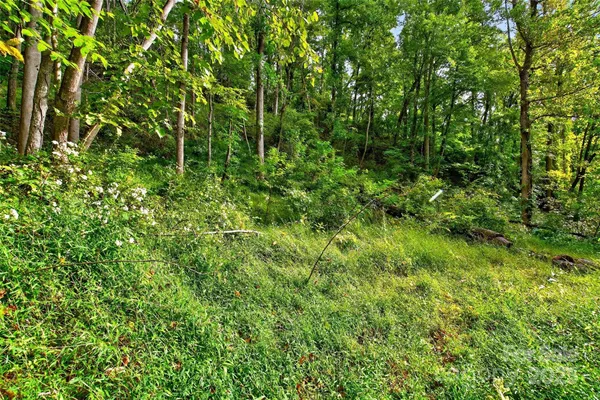 a view of a lush green forest