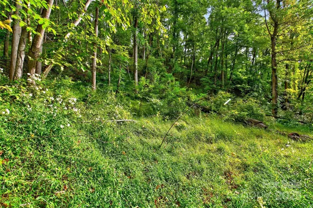 a view of a lush green forest