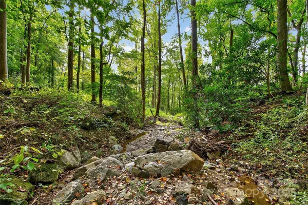 a view of forest