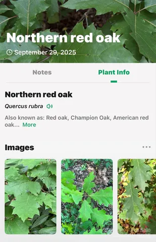 $95,000 | 99999 Rocky Branch Trail, Marion, NC 28752